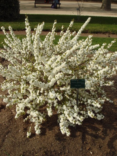 Prunus glandulosa 'Alba Plena' P7